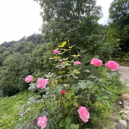 Villa Riona *